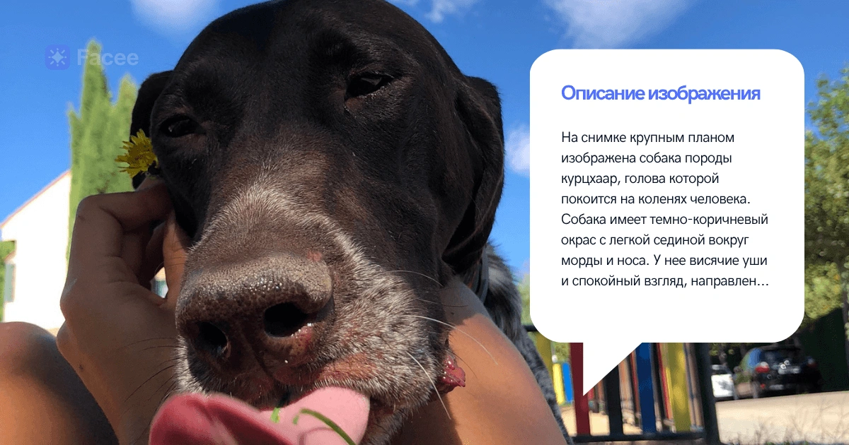 Получить описание изображения онлайн от Facee